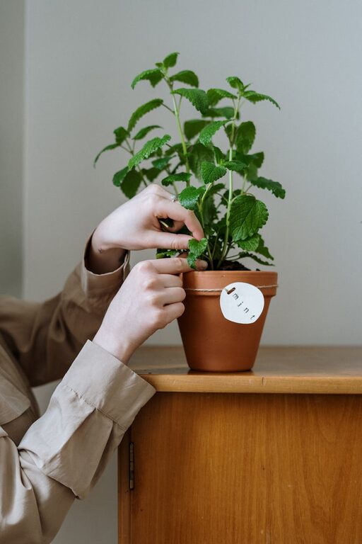 Tips for Growing a Thriving Indoor Herb Garden All Year Round